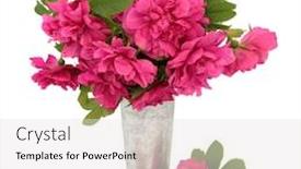  Presentation with rose flower - PPT theme enhanced with rugosa-rose-flower-arrangement background and a light gray colored foreground