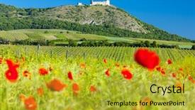  Presentation with vineyards - Slides having devine - ruins of devicky castle background and a yellow colored foreground
