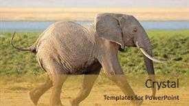  Presentation with african elephant loxodonta africana - Audience pleasing presentation theme consisting of running african bull elephant loxodonta backdrop and a gold colored foreground