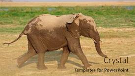  Presentation with elephant - Presentation theme with running-african-elephant-loxodonta-africana background and a yellow colored foreground