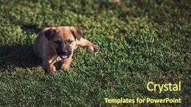  Presentation with puppy - Beautiful theme featuring running bulls - cute playing puppy dog backdrop and a tawny brown colored foreground