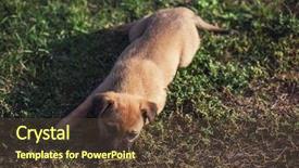  Presentation with cute christmas pug puppy dog - PPT layouts having running bulls - cute playing puppy dog background and a tawny brown colored foreground