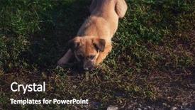  Presentation with cute christmas pug puppy dog - PPT layouts enhanced with running bulls - cute playing puppy dog background and a wine colored foreground