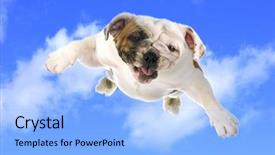  Presentation with english bulldog - Amazing slide set having running bulls - dog flying - english bulldog backdrop and a light blue colored foreground