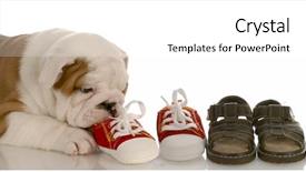  Presentation with puppy english cocker spaniel - Colorful PPT theme enhanced with running bulls - english bulldog puppy chewing line backdrop and a white colored foreground