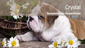  Presentation with english bulldog - Presentation theme consisting of running bulls - english bulldog puppy background and a gray colored foreground