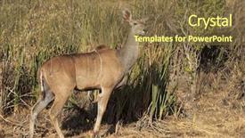  Presentation with nilgai antelope - Audience pleasing presentation theme consisting of running bulls - female kudu antelope backdrop and a  colored foreground