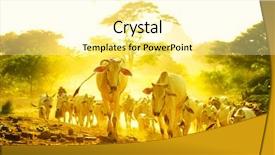  Presentation with myanmar bagan - PPT theme featuring running bulls - group of cow walking background and a blonde colored foreground