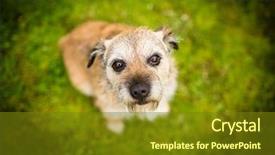  Presentation with green lawn - Cool new PPT theme with running bulls - portrait of a cute dog backdrop and a tawny brown colored foreground