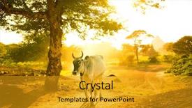  Presentation with cow - Presentation theme enhanced with running bulls - single cow walking background and a gold colored foreground