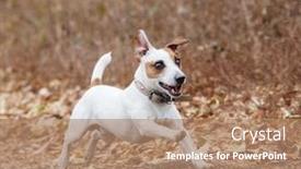  Presentation with pet grooming small dog - PPT theme featuring running-dog-at-autumn-jumping background and a coral colored foreground
