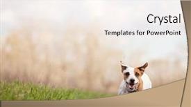  Presentation with fun - Theme consisting of running dog at summer jumping background and a sky blue colored foreground