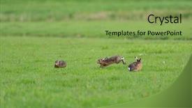  Presentation with baseball running the bases - Slide deck featuring running hares in the fields background and a  colored foreground