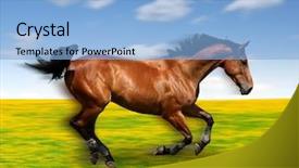  Presentation with horse - Beautiful theme featuring running horse in the meadow backdrop and a light blue colored foreground