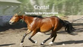 Presentation with horse racing - PPT theme featuring running horse background and a seafoam green colored foreground