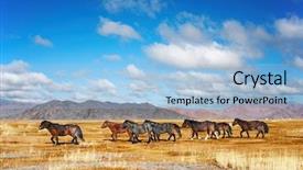  Presentation with horses - Slide deck enhanced with running horses background and a light blue colored foreground