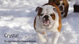  Presentation with running hours - Cool new slides with running in snow - two english backdrop and a light gray colored foreground