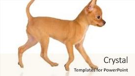  Presentation with leafes side - Amazing slide deck having running toy terrier dog side backdrop and a  colored foreground