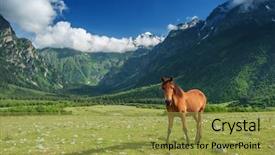  Presentation with high standards - Slide deck consisting of rura - brown horse in high mountains background and a yellow colored foreground