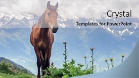  Presentation with high tech illustration - Theme featuring rura - brown horse in high mountains background and a light gray colored foreground