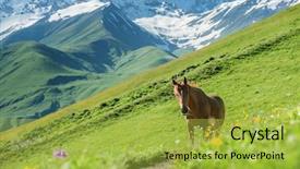  Presentation with horse sillouette - Colorful slide set enhanced with rura - brown horse in high mountains backdrop and a yellow colored foreground