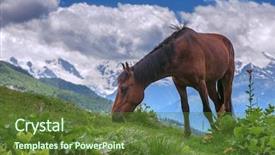  Presentation with horse anatomy - PPT theme featuring rura - brown horse in high mountains background and a tawny brown colored foreground