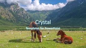  Presentation with baby sleep little brown - Audience pleasing slide set consisting of rura - brown horse in high mountains backdrop and a ocean colored foreground