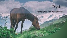  Presentation with horse - Colorful slide set enhanced with rura - brown horse in high mountains backdrop and a seafoam green colored foreground