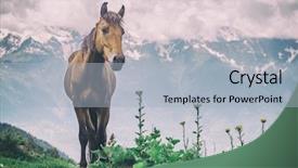  Presentation with horse anatomy - PPT layouts featuring rura - brown horse in high mountains background and a light blue colored foreground