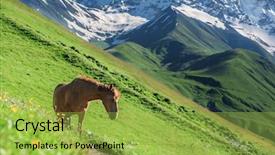  Presentation with horse - Slide set consisting of plants at cold winter background and a coral colored foreground