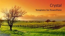  Presentation with sailing into sunrise - Amazing presentation design having rural agriculture - fresh vineyard sunrise backdrop and a gold colored foreground