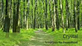  Presentation with beautiful of bamboo forest - Audience pleasing slides consisting of rural area - beautiful green forest backdrop and a  colored foreground