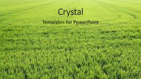  Presentation with rice field - Slides having rural community - rice field green meadow background and a yellow colored foreground