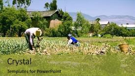  Presentation with rural development - Presentation theme with rural development - two women working in farm background and a gold colored foreground