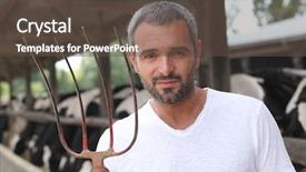  Presentation with dead cows - Amazing PPT theme having rural education - breeder with cows backdrop and a tawny brown colored foreground