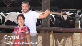  Presentation with farmers suicide - PPT theme having rural education - couple of farmers behind cows background and a violet colored foreground