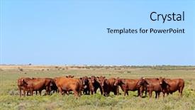  Presentation with cattle - Slide deck featuring rural farm south africa background and a light gray colored foreground