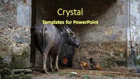  Presentation with rural - Beautiful PPT theme featuring rural farmhouse in yuan yang china where buffaloes and chicken share a common yard backdrop and a wine colored foreground