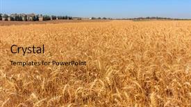  Presentation with rural - Cool new slide set with rural field in israe backdrop and a gold colored foreground