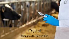  Presentation with animal agriculture - PPT theme consisting of rural healthcare - agriculture industry farming medicine animal background and a gold colored foreground
