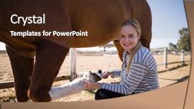  Presentation with portrait of a horse - Beautiful slide set featuring rural healthcare - portrait of female attaching horse backdrop and a wine colored foreground