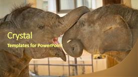  Presentation with elephants - Slide set having rural india - two young elephants playing background and a tawny brown colored foreground
