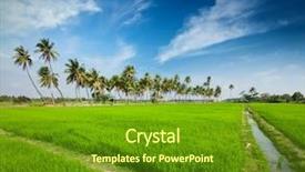  Presentation with rural india - Audience pleasing presentation design consisting of rural indian scene - rice paddy backdrop and a tawny brown colored foreground