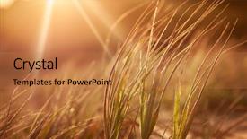  Presentation with late - Slide set consisting of rural landscape - abstract grasses in the late background and a coral colored foreground