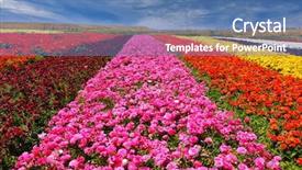  Presentation with beautiful floral border flower design - PPT theme having rural landscape - phenomenally beautiful multi-colored flower fields background and a teal colored foreground