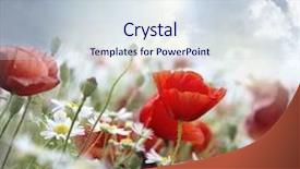  Presentation with rural - Colorful PPT layouts enhanced with rural landscape - poppy flower in the sky backdrop and a sky blue colored foreground