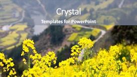  Presentation with rural - Amazing slides having rural landscape - canola field backdrop and a gray colored foreground