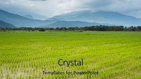  Presentation with farm - Colorful PPT layouts enhanced with rural landscape of green paddy backdrop and a  colored foreground