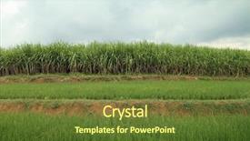  Presentation with sugarcane - PPT layouts enhanced with rural landscape of sugarcane field background and a  colored foreground
