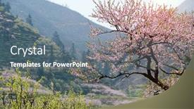  Presentation with area - PPT theme having rural-landscape-peach-blossom background and a ocean colored foreground
